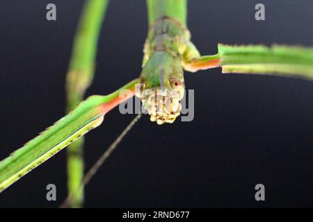 Das Foto zeigt den Kopf des längsten Insekts der Welt. Das Insektenmuseum von Westchina in Chengdu, der Hauptstadt der südwestchinesischen Provinz Sichuan, sagte Xinhua Donnerstag, dass ein 62 cm langes Stockinsekt, das bei einer Feldbesichtigung in der südchinesischen autonomen Region Guangxi Zhuang im Jahr 2014 gefunden wurde, den Rekord für die Länge aller bisher entdeckten 807.625 Insekten gebrochen hat. CHINA-SICHUAN-CHENGDU-LONGEST INSECECT (CN) LixQianwei PUBLICATIONxNOTxINxCHN das Aktenfoto zeigt den Kopf des weltweit LÄNGSTEN Insekts das Insektenmuseum von WESTCHINA in Chengdu Hauptstadt von Südwestchina der Provinz S Sichuan SAGTE XIN Stockfoto