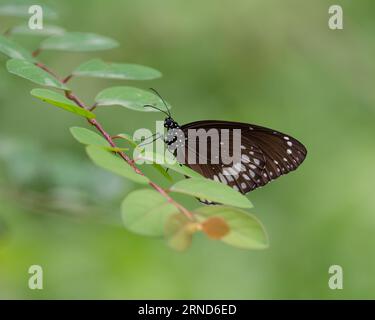 Nahaufnahme eines Krähenfalter (Euploea-Kern), der auf einem Pflanzenblatt im Garten thront. Auch bekannt als Common Indian Crow oder Australian Crow. Stockfoto