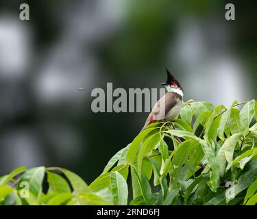 Ein Bulbul mit Rotbarsch (Pycnonotus jocosus), der auf einem Baum thront und eine Wespe vorbeifliegen sieht. Sie werden auch als Crested Bulbul bezeichnet. Stockfoto