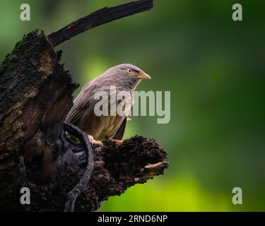 Ein einsamer Dschungelbabbler (Turdoides striata), der auf einem toten und gebrochenen Baumstamm mit Naturhintergrund thront. Stockfoto