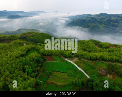 (160509) -- FUZHOU, 9. Mai 2016 -- Foto aufgenommen am 8. Mai 2016 zeigt Teeplantagen in Fuding, südöstliche chinesische Provinz Fujian. ) (wyo) CHINA-FUJIAN-LANDSCHAFT-TEEPLANTAGE (CN) JiangxKehong PUBLICATIONxNOTxINxCHN 160509 Fuzhou 9. Mai 2016 Foto aufgenommen AM 8. Mai 2016 zeigt Teeplantagen in Fuding Südostchina S Fujian Province wyo China Fujian Landschaft Teeplantage CN JiangxKehong PUBLICATIONxNOTxCHINxCHN Stockfoto