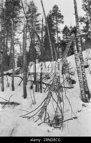 04 - 02 - 1974: Harte Arbeit in der Heide in der Nacht vom 7. Januar haben die Wettergötter Südnorwegen getroffen und das Stromnetz verwüstet. Am schlimmsten getroffen wurde die Brokke-Linie in den Mooren östlich von Byglandsfjord. Foto: Sverre A. Børretzen / aktuell / NTB ***FOTO NICHT VERARBEITET*** dieser Text wurde automatisch übersetzt! Stockfoto