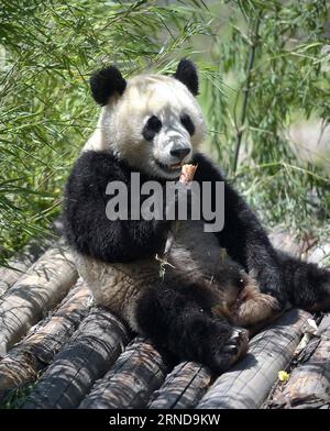 (160511) -- WOLONG, 11. Mai 2016 -- Ein riesiger Panda isst Nahrung auf der Shenshuping-Schutzbasis unter dem China Conservation and Research Center for the Giant Panda im Wolong National Nature Reserve, südwestchinesische Provinz Sichuan, 11. Mai 2016. Die Schutzbasis, die von der Sonderverwaltungsregion Hongkong gesponsert wird, hat offiziell am Mittwoch ihre Operation aufgenommen. Es wird für die Züchtung, Fortpflanzung, Wildtrainings und wissenschaftliche Studien von Riesenpandas verwendet. ) (mp) CHINA-SICHUAN-WOLONG-RIESE PANDA-RESEARCH CENTER (CN) XuexYubin PUBLICATIONxNOTxINxCHN 160511 Wolong 11. Mai 2016 a G Stockfoto