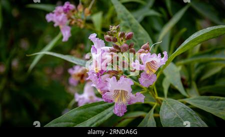 Die rosafarbene Dämmerung oder Chitalpa eine Kreuzung zwischen den Catalpa bignonioides und der Chilopsis linearis und sehr trockenheitsbeständig, Foto aus dem Elsass Fra Stockfoto