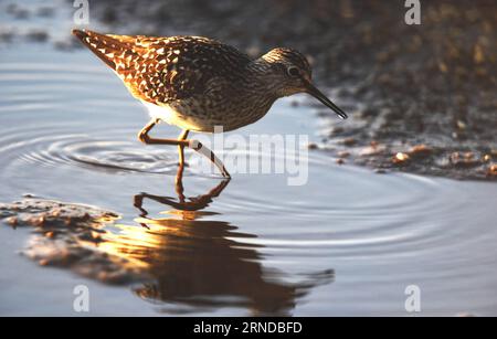 (160514) -- LIMINKA (FINNLAND), 13. Mai 2016 -- Ein Holzsandpiper sucht am 13. Mai 2016 im nassen Land in Liminka Bay, Finnland nach Nahrung. Die Bucht von Liminka im Nordwesten Finnlands ist einer der wertvollsten Vogellebensräume in Europa, wo jährlich über 200 verschiedene Vogelarten beobachtet werden können, von denen mehr als 160 in der Region nisten. Jedes Frühjahr beginnen sich hier Migranten zu versammeln. Es ist ein bevorzugter Ort für Vogelbeobachtung und Vogelfotografie in Finnland. ) FINNLAND-LIMINKA BAY-BIRD HABITAT ZhangxXuan PUBLICATIONxNOTxINxCHN 160514 Liminka Finnland 13. Mai 2016 ein Holzsandpiper sucht in T nach Nahrung Stockfoto