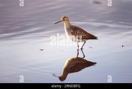 (160514) -- LIMINKA (FINNLAND), 13. Mai 2016 -- Ein Holzsandpiper sucht am 13. Mai 2016 im nassen Land in Liminka Bay, Finnland nach Nahrung. Die Bucht von Liminka im Nordwesten Finnlands ist einer der wertvollsten Vogellebensräume in Europa, wo jährlich über 200 verschiedene Vogelarten beobachtet werden können, von denen mehr als 160 in der Region nisten. Jedes Frühjahr beginnen sich hier Migranten zu versammeln. Es ist ein bevorzugter Ort für Vogelbeobachtung und Vogelfotografie in Finnland. ) FINNLAND-LIMINKA BAY-BIRD HABITAT ZhangxXuan PUBLICATIONxNOTxINxCHN 160514 Liminka Finnland 13. Mai 2016 ein Holzsandpiper sucht in T nach Nahrung Stockfoto