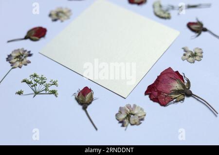 Ein Muster gepresster getrockneter Blumen mit einer leeren goldenen Karte Stockfoto