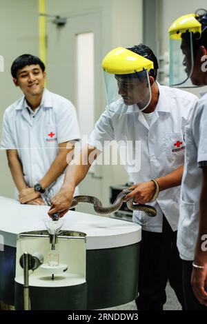 (160517) - BANGKOK, 17. Mai 2016 - Mitarbeiter des Schlangenmuseums des Queen Saovabha Memorial Institute zeigen Besuchern, wie man Schlangengift in Bangkok, Thailand, am 17. Mai 2016 extrahiert. Das Queen Saovabha Memorial Institute wurde 1922 gegründet und ist eine große Forschungsorganisation in Thailand, die sich auf Tollwut und Tiergifte spezialisiert hat. Im Schlangenmuseum des Instituts werden Besucher Dutzende von giftigen und nicht giftigen Schlangenrassen sehen sowie Notfallbehandlungen für Schlangenbisse lernen. ) THAILAND-BANGKOK-SCHLANGENMUSEUM LixMangmang PUBLICATIONxNOTxINxCHN 160517 Bangkok 17. Mai 2016 Mitarbeiter von Königin Saovabha Memor Stockfoto