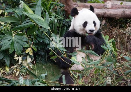 (160519) -- HONG KONG, 19. Mai 2016 -- Giant Panda Le Le Eats Bamboo in Hong Kong Ocean Park in Hong Kong, Südchina, 19. Mai 2016. Die Sichuan Week & Riesen Panda World Art Exhibition Tour wird vom 20. Bis 29. Mai im Park eröffnet. ) (Zkr) CHINA-HONG KONG-SICHUAN-PANDA(CN) NgxWingxKin PUBLICATIONxNOTxINxCHN 160519 Hong KONG 19. Mai 2016 Giant Panda Le Eats Bamboo im Hong KONG Ocean Park in Hong Kong South China 19. Mai 2016 die Sichuan Week & Giant Panda World Art Exhibition Tour wird vom 20. Bis 29. Mai im Park eröffnet CCR China Hong Kong Sichuan Panda CN NgxWingxKin PUBLICATIONxNOTxINxCHN Stockfoto