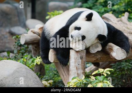 (160519) -- HONG KONG, 19. Mai 2016 -- Giant Panda Ying Ying ruht im Hong Kong Ocean Park in Hong Kong, Südchina, 19. Mai 2016. Die Sichuan Week & Riesen Panda World Art Exhibition Tour wird vom 20. Bis 29. Mai im Park eröffnet. ) (Zkr) CHINA-HONG KONG-SICHUAN-PANDA(CN) NgxWingxKin PUBLICATIONxNOTxINxCHN 160519 Hong KONG 19. Mai 2016 Giant Panda Ying Ying liegt im Hong KONG Ocean Park in Hong KONG South China 19. Mai 2016 die Sichuan Week & Giant Panda World Art Exhibition Tour wird vom 20. Bis 29. Mai CCR im Park eröffnet China Hong Kong Sichuan Panda CN NgxWingxKin PUBLICATIONxNOTxINxCHN Stockfoto