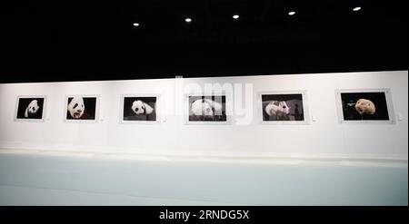 (160519) -- HONG KONG, 19. Mai 2016 -- Fotos des Riesenpandas, aufgenommen vom Fotografen Zhang Zhihe, werden auf der Weltkunstausstellung des Riesenpandas im Hong Kong Ocean Park in Hong Kong, Südchina, 19. Mai 2016 gezeigt. Die Sichuan Week & Riesen Panda World Art Exhibition Tour wird vom 20. Bis 29. Mai im Park eröffnet. ) (Zkr) CHINA-HONG KONG-SICHUAN-PANDA(CN) NgxWingxKin PUBLICATIONxNOTxINxCHN 160519 Hong KONG 19. Mai 2016 Fotos von Giant Panda aufgenommen von Photo Zhang Zhihe werden AUF der Giant Panda World Art Exhibition Tour im Hong Kong Ocean Park in Hong Kong SÜDCHINA 19. Mai 2016 The Si ausgestellt Stockfoto