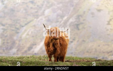 Eine majestätische braun-weiße Longhorn-Kuh steht auf einem üppigen, grasbewachsenen Hügel und bestaunt seine Umgebung mit stolzer und königlicher Luft Stockfoto