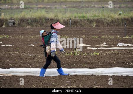 (160602) -- YINCHUAN, 2. Juni 2016 -- Ein Farmarbeiter, der ihr Kind auf dem Rücken trägt, arbeitet auf dem Feld in der Gemüsebasis des Dorfes Guinan in Changxin, Stadt Helan County, nordwestchinesische Autonome Region Ningxia Hui, 31. Mai 2016. In den letzten Jahren hat Ningxia 24 Gemüsebasen gebaut, die Gemüse für Hongkong liefern. Derzeit liefern diese Basen chinesischen Grünkohl, Guangdong-Kohl und einige andere Sorten, die den Geschmack der Menschen in Südchina erfüllen. Das Gemüse wird mit Kühlkette von Ningxia nach Hongkong transportiert, um seine Frische zu erhalten. Die Gemüsebasis lieferte fast 20,0 Stockfoto