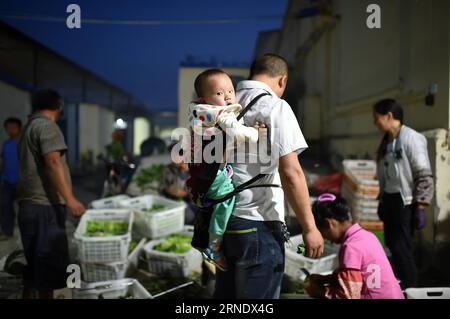 (160602) -- YINCHUAN, 2. Juni 2016 -- Xie Dihuai, ein Farmarbeiter aus der südwestchinesischen Provinz Guizhou, trägt sein Kind auf dem Rücken, während er in der Gemüsebasis des Dorfes Guinan in der Stadt Changxin im Kreis Helan, im Nordwesten Chinas Ningxia Hui Autonomous Region, am 31. Mai 2016 arbeitet. In den letzten Jahren hat Ningxia 24 Gemüsebasen gebaut, die Gemüse für Hongkong liefern. Derzeit liefern diese Basen chinesischen Grünkohl, Guangdong-Kohl und einige andere Sorten, die den Geschmack der Menschen in Südchina erfüllen. Das Gemüse wird mit Kühlkette von Ningxia nach Hongkong transportiert, um seine fres zu behalten Stockfoto