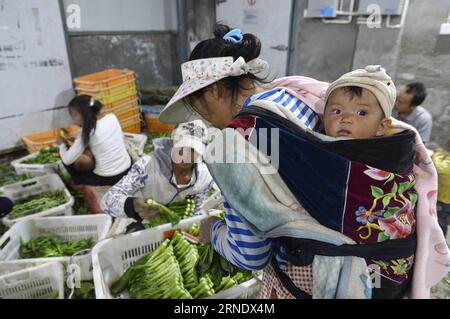 (160602) -- YINCHUAN, 2. Juni 2016 -- Ein Farmarbeiter, der ihr Kind auf dem Rücken trägt, arbeitet in der Gemüsebasis des Dorfes Guinan in Changxin, Stadt Helan County, nordwestchinesische Autonome Region Ningxia Hui, 31. Mai 2016. In den letzten Jahren hat Ningxia 24 Gemüsebasen gebaut, die Gemüse für Hongkong liefern. Derzeit liefern diese Basen chinesischen Grünkohl, Guangdong-Kohl und einige andere Sorten, die den Geschmack der Menschen in Südchina erfüllen. Das Gemüse wird mit Kühlkette von Ningxia nach Hongkong transportiert, um seine Frische zu erhalten. Die Gemüsebasis stellte fast 20.000 Arbeitsplätze für f Stockfoto