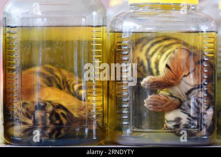 (160604) -- KANCHANABURI, 3. Juni 2016 -- zwei mit Chemikalien getränkte Tigerjunges werden ausgestellt, nachdem die Forscher sie im Wat Pha Luang Ta Bua, oder Tiger Temple, in der Provinz Kanchanaburi, im Zentrum Thailands, am 3. Juni 2016 gefunden haben. Die letzte Partie von insgesamt 137 Tigern aus dem Tigertempel in der thailändischen Provinz Kanchanaburi wurde am Samstag umgesiedelt, was der sechstägigen Verlegung von Tigern ein Ende setzte, während 5 Verdächtige, darunter 3 Mönche, nun wegen Wildtierbesitzes angeklagt werden. ) THAILAND-KANCHANABURI-WILDTIER-TIGER-TEMPELSONDE LixMangmang PUBLICATIONxNOTxINxCHN 160604 Kanchanaburi Juni Stockfoto