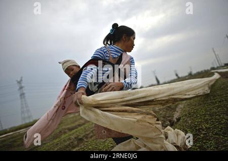 Die Landarbeiterin Wang Weipiao, die ihr Kind auf dem Rücken trägt, arbeitet auf dem Feld in der Gemüsebasis des Dorfes Guinan in Changxin, Stadt Helan County, nordwestchinesische Autonome Region Ningxia Hui, 31. Mai 2016. In den letzten Jahren hat Ningxia 24 Gemüsebasen gebaut, die Gemüse für Hongkong liefern. Derzeit liefern diese Basen chinesischen Grünkohl, Guangdong-Kohl und einige andere Sorten, die den Geschmack der Menschen in Südchina erfüllen. Das Gemüse wird mit Kühlkette von Ningxia nach Hongkong transportiert, um seine Frische zu erhalten. Die Gemüsebasis stellte fast 20.000 Arbeitsplätze für Landarbeiter aus Stockfoto