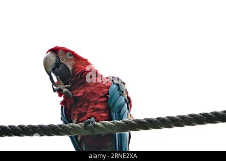 Vogel Ara Papagei in lustiger Position sitzt am Seil im Lesna Zoo Zlin, Tschechische republik. Stockfoto