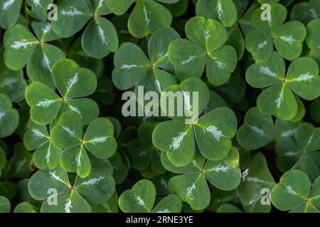 Blätter von Redwood Sorrel (Oxalis oregana) Stockfoto