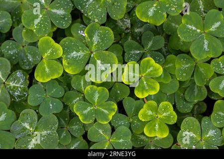 Blätter von Redwood Sorrel (Oxalis oregana) Stockfoto