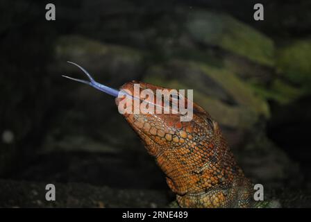 Eidechse zeigt seine Zunge im Prager Zoo. Detailfoto der Echsenhaut. Stockfoto