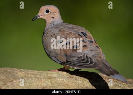 Die Taube hoch auf einem Felsen Stockfoto