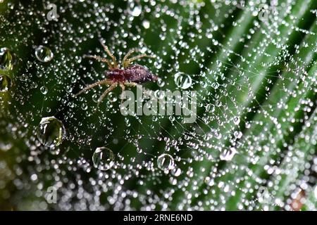 ZUNYI, 12. Juni 2016 -- Eine Spinne klettert nach einem starken Regen im Yuqing County, Südwestchinas Provinz Guizhou, am 12. Juni 2016 auf ihrem Netz, das mit Wassertropfen übersät ist. ) (Ry) CHINA-GUIZHOU-YUQING-RAINFALL (CN) HexChunyu PUBLICATIONxNOTxINxCHN Zunyi 12. Juni 2016 ein Spinnennachstieg AUF seinem Netz, der nach einem schweren Regen im Yuqing County Südwesten Chinas S Guizhou Provinz 12. Juni 2016 mit Wassertropfen übersät ist Ry China Guizhou Yuqing Rainall NOCN Hexunyu PUxBLINN Stockfoto