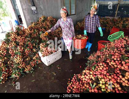 (160613) -- HANOI, 13. Juni 2016 -- Bauern klassifizieren Litchi für den Verkauf im Bezirk Thanh Ha, Provinz Hai Duong, Vietnam, am 13. Juni 2016. Litchi, berühmt für seinen saftigen Geschmack in Vietnam, wird hauptsächlich in den Provinzen Bac Giang, Hai Duong und Hung Yen hergestellt. Die diesjährige frühe Litchi-Ernte wird am 5-20. Juni fallen, während die Haupterzeugung vom 20. Juni bis zum 25. Juli ANDAUERN wird.)(zhf) VIETNAM-HAI DUONG-LITCHI-HARVEST VNA PUBLICATIONxNOTxINxCHN 160613 Hanoi 13. Juni 2016 Bauern klassifizieren Litchi für den Verkauf im Bezirk Thanh Ha Provinz Hai DUONG Vietnam AM 13. Juni 2016 Litchi berühmt dafür Stockfoto