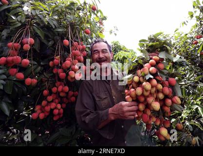 (160613) -- HANOI, 13. Juni 2016 -- Ein Bauer zeigt Litchi im Bezirk Thanh Ha, Provinz Hai Duong, Vietnam, am 13. Juni 2016. Litchi, berühmt für seinen saftigen Geschmack in Vietnam, wird hauptsächlich in den Provinzen Bac Giang, Hai Duong und Hung Yen hergestellt. Die diesjährige frühe Litchi-Ernte wird am 5-20. Juni fallen, während die Haupternte vom 20. Juni bis zum 25. Juli ANDAUERN wird.)(zhf) VIETNAM-HAI DUONG-LITCHI-HARVEST VNA PUBLICATIONxNOTxINxCHN 160613 Hanoi 13. Juni 2016 A Farmer zeigt Litchi im Bezirk Thanh Ha Provinz Hai DUONG Vietnam AM 13. Juni 2016 Litchi Famous für seine saftige Taste in Vietna Stockfoto