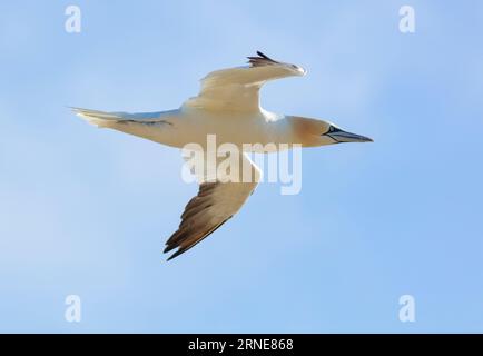 Gannet Morus bassanus fliegt über den Bempton Cliffs RSPB Reserve Kreidefelsen in Bempton East Riding an der Küste von Yorkshire England großbritannien gb Europa Stockfoto