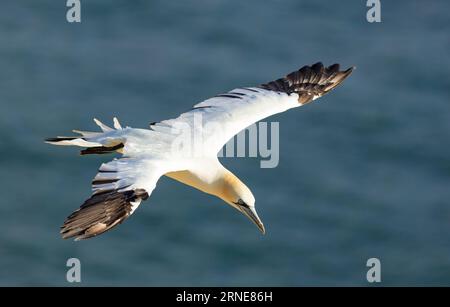 Northern Gannet Morus bassanus fliegt über den Bempton Cliffs RSPB Reserve Kreidefelsen in Bempton East Riding an der Yorkshire Küste England großbritannien gb Europa Stockfoto