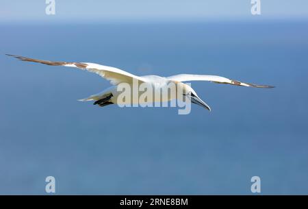 Gannet Morus bassanus fliegt über den Bempton Cliffs RSPB Reserve Kreidefelsen in Bempton East Riding an der Küste von Yorkshire England großbritannien gb Europa Stockfoto