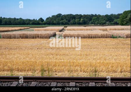 Goch, Nordrhein-Westfalen, 14. Juli 2023 - Goldene Weizenfelder und Bahngleise auf dem deutschen Lande Stockfoto