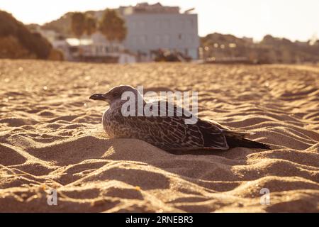 seagull sitzen in Sand am Strand an der Küste in der Morgensonne und genießen den Sommer Stockfoto