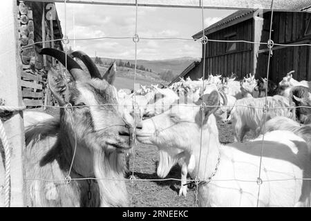 Aktuell 24 - 5 - 1974: 50.000 Ziegenkinder auf dem Müll Wir machen es in Norwegen gut. Jedes Jahr können wir es uns zum Beispiel leisten, fast 400.000 kg köstliches Fleisch aufzuziehen, das zwischen Junghuhn und Broiler schmeckt. Es lohnt sich nicht, die fast 50.000 neugeborenen Ziegen aufzuziehen, die jedes Jahr in unserem Land geboren werden, und das könnte dazu beitragen, all das nahrhafte offene Land zu nutzen, das wir glücklicherweise um uns herum haben, besonders ein wenig hoch oben in den Bergen. Diese Weideflächen können nur von Schafen und Ziegen genutzt werden, während sie gleichzeitig den Touristen das Leben in ihnen erfreuen Stockfoto