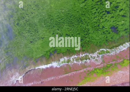 (160624) -- QINGDAO, 24. Juni 2016 () -- Foto vom 24. Juni 2016 zeigt grüne Algen an der Küste der Stadt Qingdao in der ostchinesischen Provinz Shandong. Grünalgen oder Enteromorpha prolifera trafen am Freitag die Küste von Qingdao. () (yxb/zkr) CHINA-SHANDONG-QINGDAO-GRÜNE ALGEN (CN) Xinhua PUBLICATIONxNOTxINxCHN 160624 Qingdao 24. Juni 2016 Foto aufgenommen AM 24. Juni 2016 zeigt grüne Algen an der Küste der Stadt Qingdao Ostchina S Shan Dong Grüne Algen oder Enteromorpha Prolifera haben AM Freitag die Küste von Qingdao Qingdao Qingdao Qingb CCR getroffen Grünalgen CN XINHUA PUBLICATIONxNOTxINxCHN Stockfoto