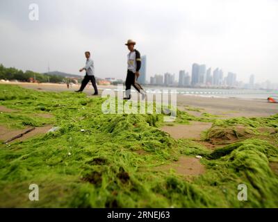 (160624) -- QINGDAO, 24. Juni 2016 () -- der Meeresstrand ist von grünen Algen bedeckt in der Stadt Qingdao, ostchinesische Provinz Shandong, 24. Juni 2016. Grünalgen oder Enteromorpha prolifera trafen am Freitag die Küste von Qingdao. () (yxb/zkr) CHINA-SHANDONG-QINGDAO-GRÜNE ALGEN (CN) Xinhua PUBLICATIONxNOTxINxCHN 160624 Qingdao 24. Juni 2016 der Meeresstrand IST von grünen Algen bedeckt in der ostchinesischen Stadt Qingdao Provinz S Shan Dong 24. Juni 2016 Grüne Algen oder Enteromorpha prolifera haben die Küste von Qingdao b CCR Qingdao Green AM Freitag Qingdao Qingdao Green getroffen Algen CN XINHUA PUBLICATIONxNOTxINxCHN Stockfoto