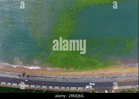 (160624) -- QINGDAO, 24. Juni 2016 () -- Foto vom 24. Juni 2016 zeigt grüne Algen an der Küste der Stadt Qingdao in der ostchinesischen Provinz Shandong. Grünalgen oder Enteromorpha prolifera trafen am Freitag die Küste von Qingdao. () (yxb/zkr) CHINA-SHANDONG-QINGDAO-GRÜNE ALGEN (CN) Xinhua PUBLICATIONxNOTxINxCHN 160624 Qingdao 24. Juni 2016 Foto aufgenommen AM 24. Juni 2016 zeigt grüne Algen an der Küste der Stadt Qingdao Ostchina S Shan Dong Grüne Algen oder Enteromorpha Prolifera haben AM Freitag die Küste von Qingdao Qingdao Qingdao Qingb CCR getroffen Grünalgen CN XINHUA PUBLICATIONxNOTxINxCHN Stockfoto