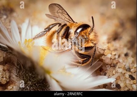 Wilde Sandbiene, die mit ihrer Zunge in der Blüte sitzt, um Blütennektar für Honig zu ernten Stockfoto