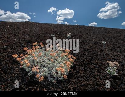 Buchweizenpflanzen im Juli im Craters of the Moon National Monument im südlichen Idaho auf dem Aschenzapfen abfedern. Stockfoto