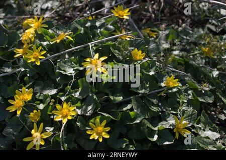 Eine Gruppe von Frühlingswildblumen; gelbe kleine Celandine oder Pelikrautblumen, Ficaria verna, blühen im Frühling im Wald Stockfoto