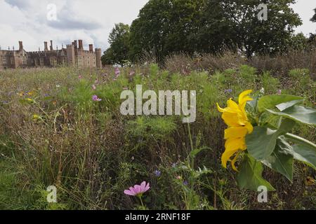 Hampton Court, Surrey, Vereinigtes Königreich. September 2023. Die natürliche Blumenausstellung vor der Fassade des Hampton Court Palace. Quelle: Motofoto/Alamy Live News Stockfoto