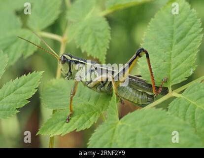Zwei-Stripped-Grasshopper. Wissenschaftlicher Name: Melanoplus bivittatus. Familie: Acrididae. Unterfamilie: Melanoplinae. Bestellung: Orthoptera. Königreich: Animalia. Stockfoto