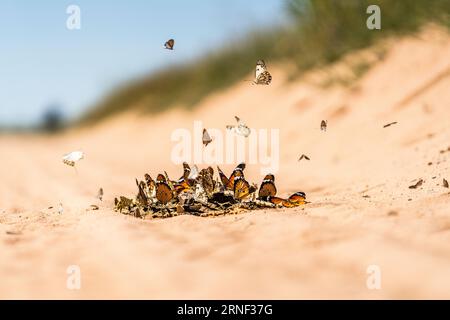 Schmetterlinge sammeln sich auf nassem Sand. Boquet-Bild einer Schmetterlingsgruppe. Schmetterling im Flug. Kalahari, Südafrika Stockfoto