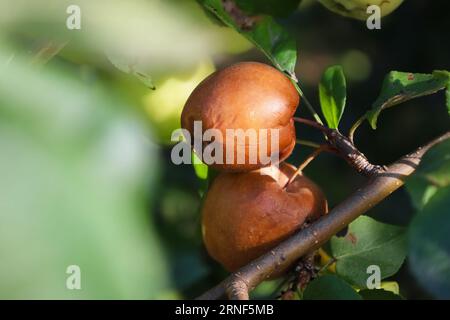 Verfaulte Äpfel am Ast im Herbst. Früchte, die mit dem Apfel Monilia fructigena infiziert sind. Abstrakter Herbst natürlicher Hintergrund. Verdorbene Apfel. Landwirtschaft Stockfoto