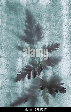 Pflanzen, die innerhalb eines Eisblocks gefroren sind, Luftblasenstruktur Stockfoto