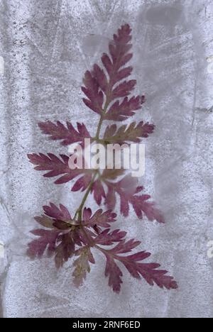 Pflanzen, die innerhalb eines Eisblocks gefroren sind, Luftblasenstruktur Stockfoto