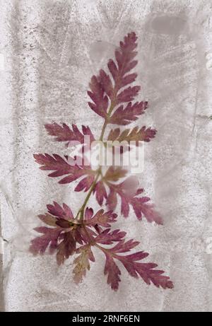 Pflanzen, die innerhalb eines Eisblocks gefroren sind, Luftblasenstruktur Stockfoto