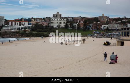 (160724) -- SYDNEY, 24. Juli 2016 -- Foto aufgenommen am 24. Juli 2016 zeigt Kamele am Bondi Beach in Sydney, Australien. Kamele wurden im 19. Jahrhundert nach Australien importiert, um im Outback schwere Arbeiten zu verrichten. Mit der Einführung des motorisierten Verkehrs Anfang des 20. Jahrhunderts wurden sie in die Wildnis entlassen. Australien hat heute die größte Kamelpopulation der Welt. ) (wtc) AUSTRALIA-SYDNEY-BONDI BEACH-CAMELS HongyexZhu PUBLICATIONxNOTxINxCHN 160724 Sydney 24. Juli 2016 Foto aufgenommen AM 24. Juli 2016 zeigt Kamele AM Bondi Beach in Sydney Australien Kamele wurden nach Australi importiert Stockfoto