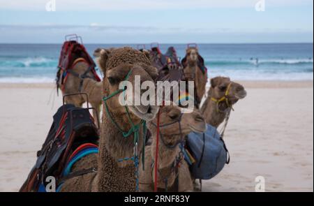 (160724) -- SYDNEY, 24. Juli 2016 -- Foto aufgenommen am 24. Juli 2016 zeigt Kamele am Bondi Beach in Sydney, Australien. Kamele wurden im 19. Jahrhundert nach Australien importiert, um im Outback schwere Arbeiten zu verrichten. Mit der Einführung des motorisierten Verkehrs Anfang des 20. Jahrhunderts wurden sie in die Wildnis entlassen. Australien hat heute die größte Kamelpopulation der Welt. ) (wtc) AUSTRALIA-SYDNEY-BONDI BEACH-CAMELS HongyexZhu PUBLICATIONxNOTxINxCHN 160724 Sydney 24. Juli 2016 Foto aufgenommen AM 24. Juli 2016 zeigt Kamele AM Bondi Beach in Sydney Australien Kamele wurden nach Australi importiert Stockfoto